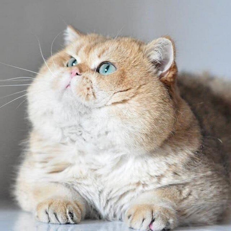 Британская короткошёрстная кошка Золотая