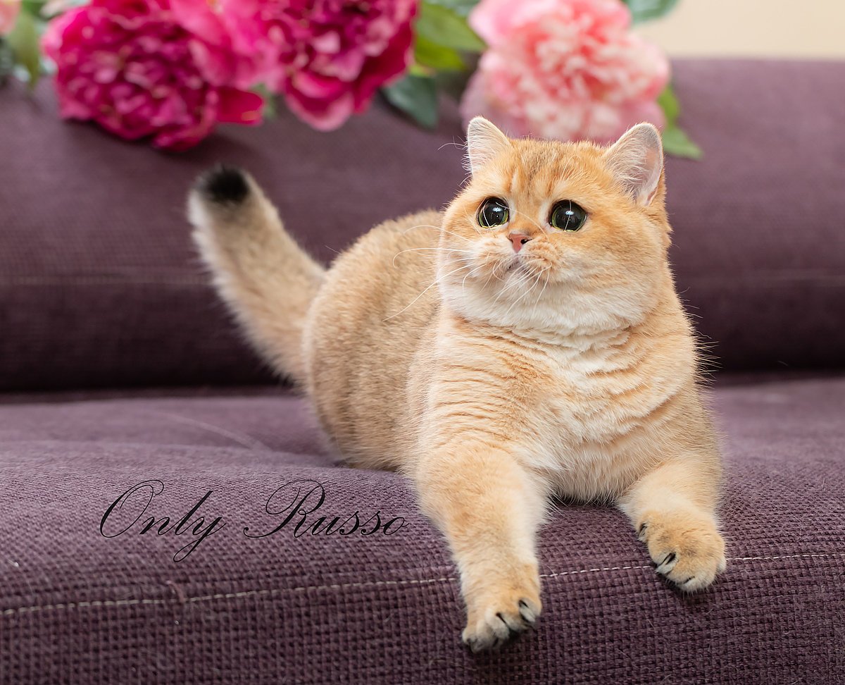 Британская короткошёрстная Золотая шиншилла