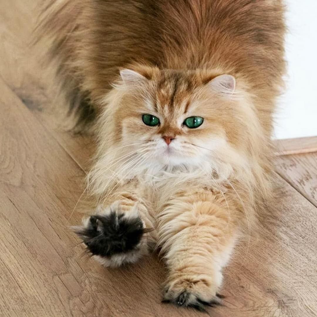 Британская длинношёрстная кошка рыжая