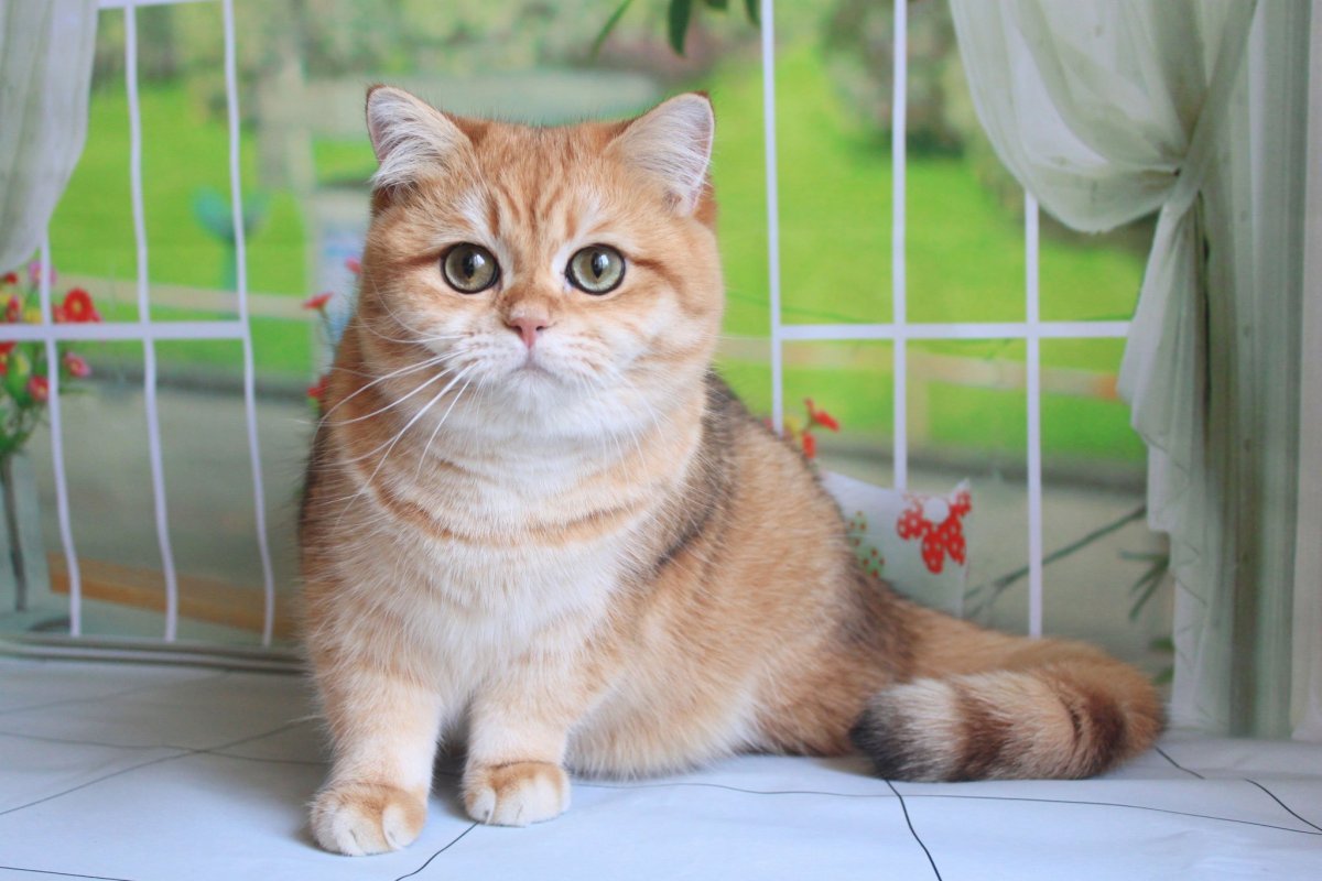 Длинношерстная NY 11 Британская