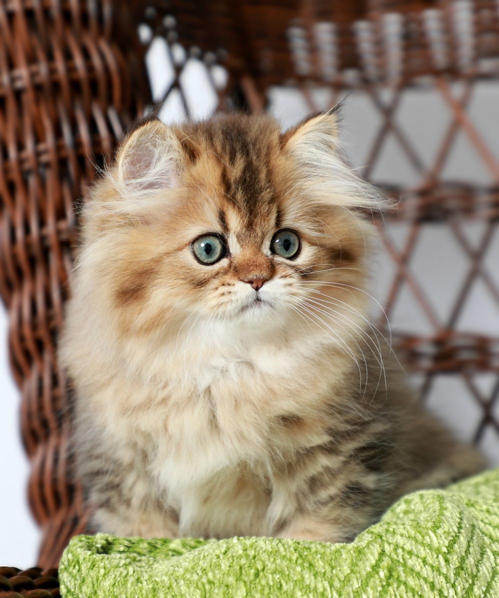 Британская длинношёрстная кошка шиншилла Золотая