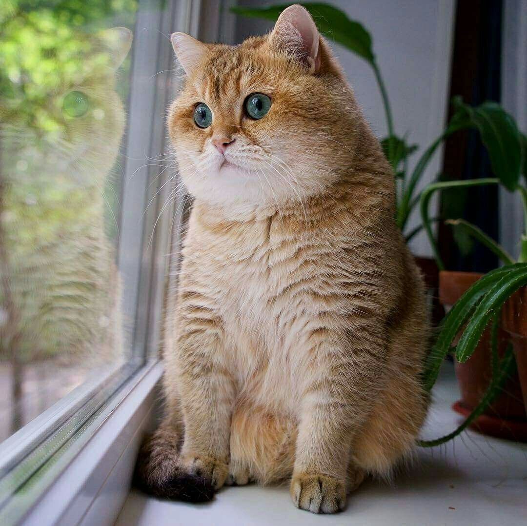 Манчкин Британская шиншилла