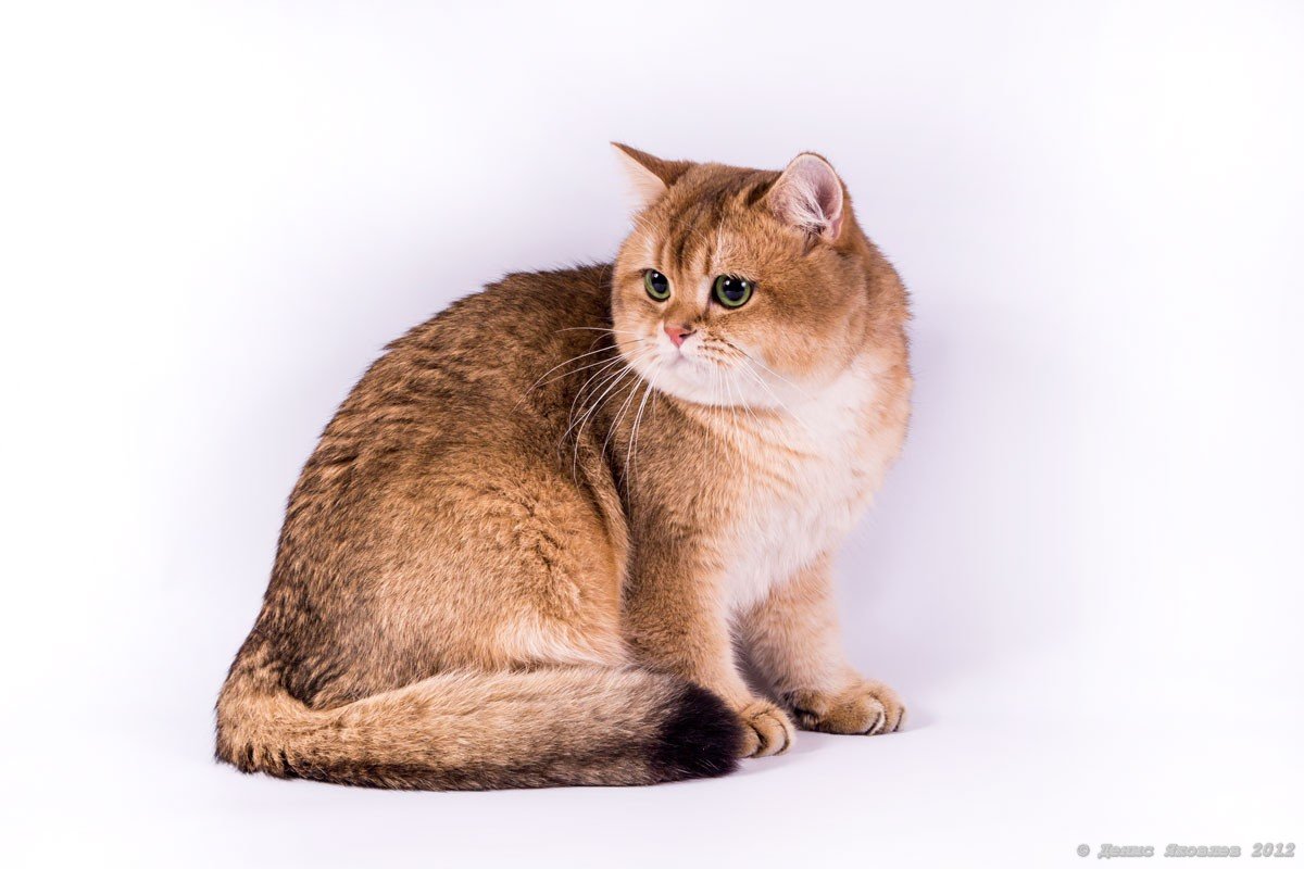 Шотландская вислоухая Золотая шиншилла