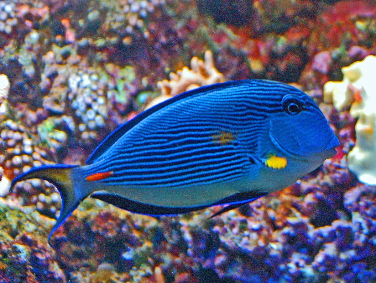 Acanthurus leucosternon