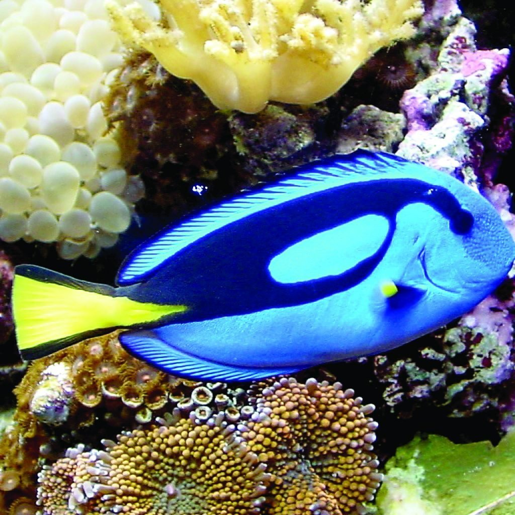 Стайка рыбок