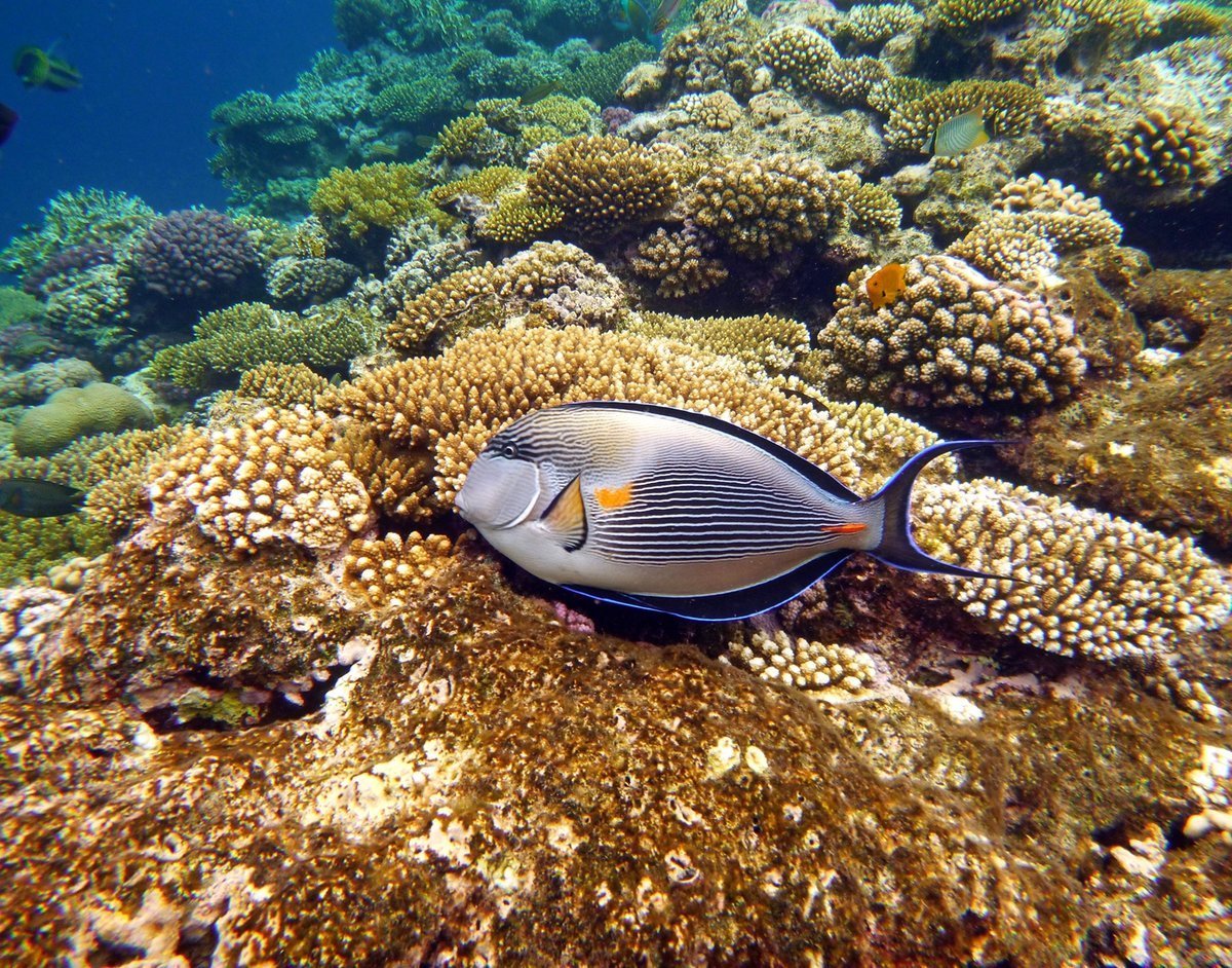Рифовые рыбки красного моря