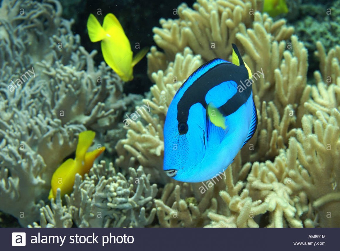 Насо Элеганс рыба