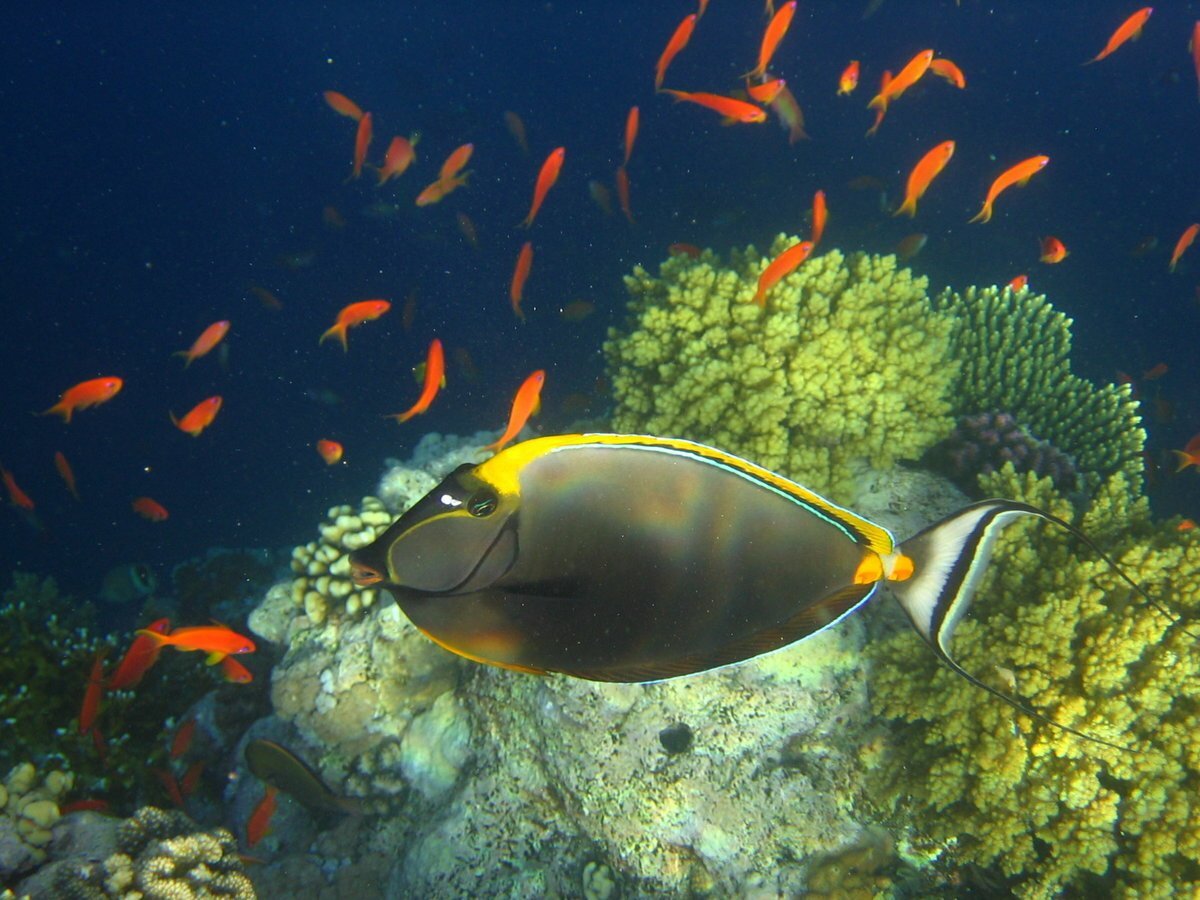 Рыба хирург Королевский много