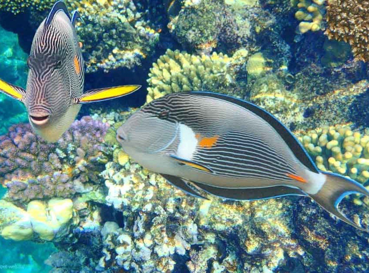 Аравийский хирург рыба