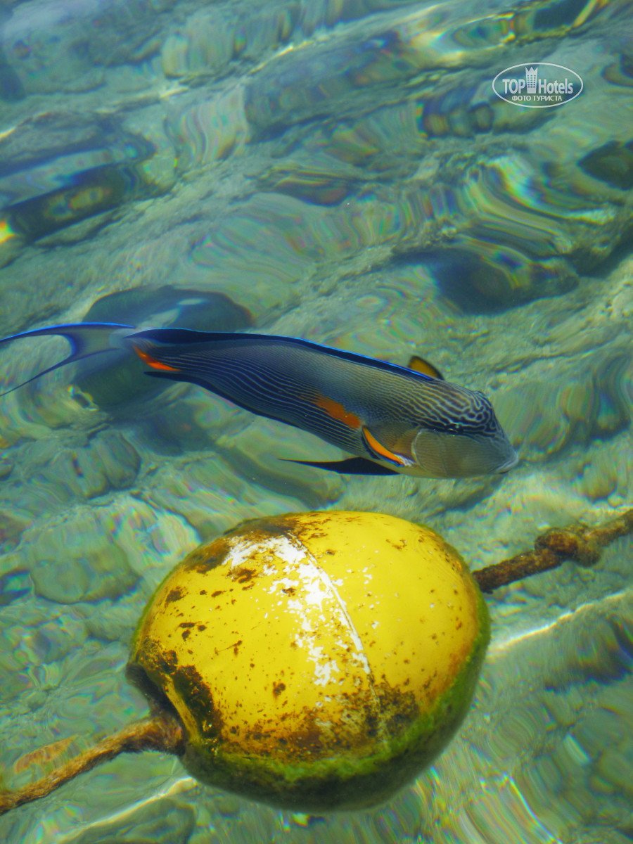 Книга common Reef Fishes of the Maldives