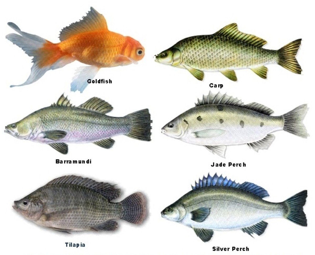 Падеж аквариумные рыбки. Виды рыбы выращиваемые. Искусственная рыба название. Рыба на букву барамундия. Какую рыбу выращивают искусственно.