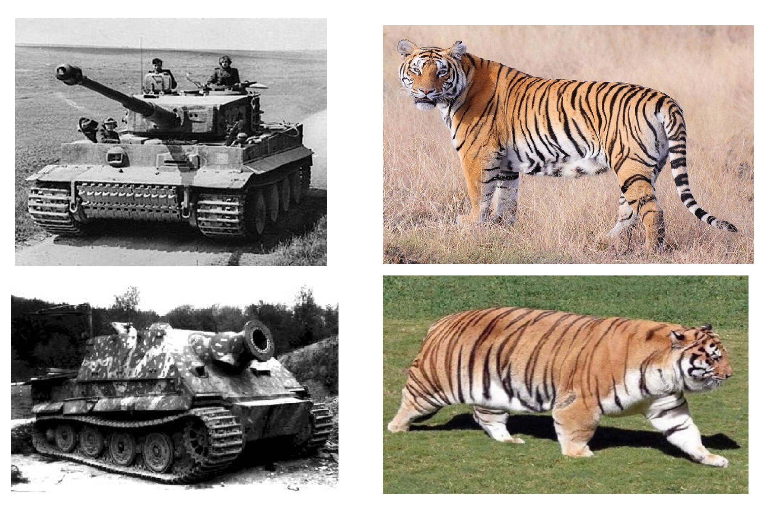 Год тигра немецкий танк. Танк Королевский тигр Порше. Танк тигр и т34. Тигр 2 и т 34. Королевский тигр и тигр.