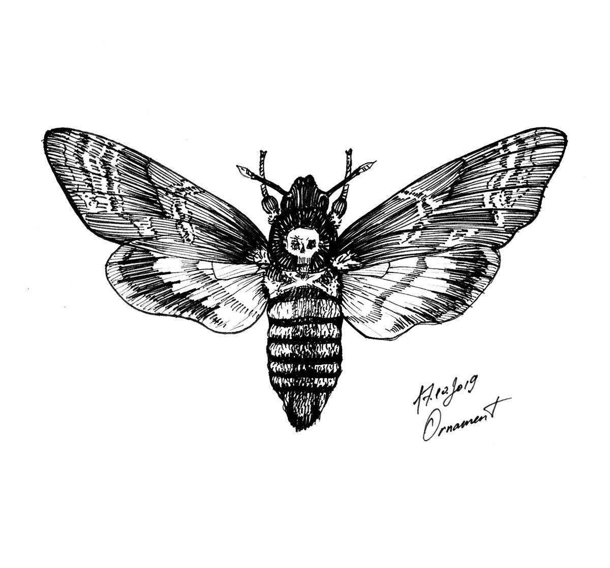 Бражник мертвая голова эскиз