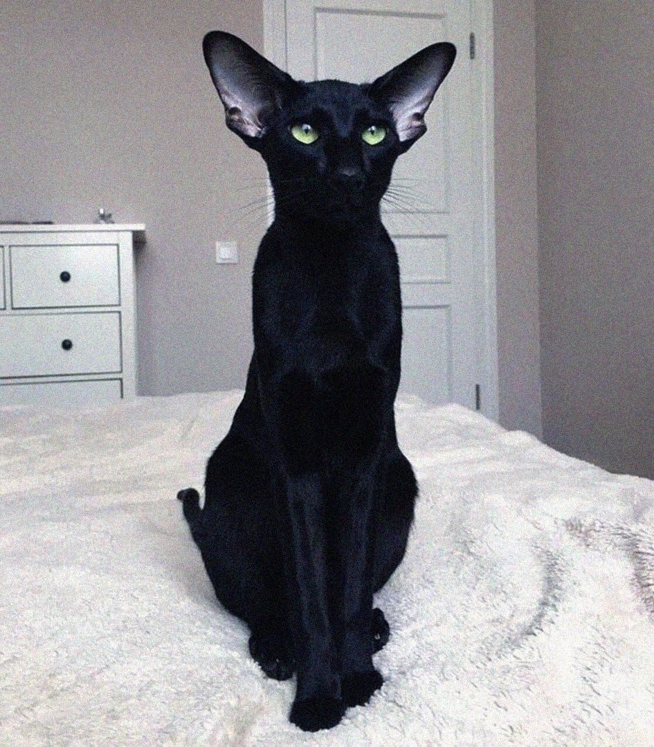 Ориентальный кот