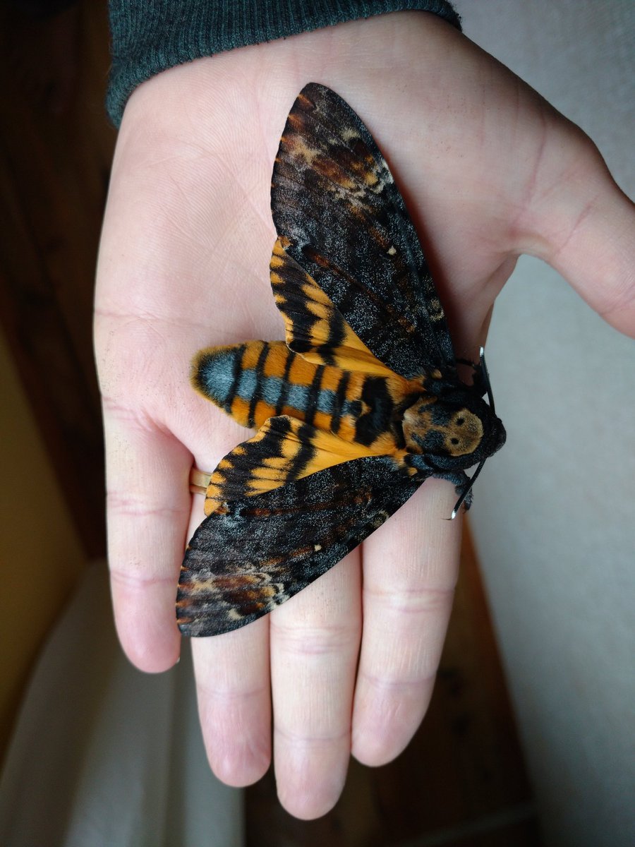 Бабочка Бражник мертвая голова