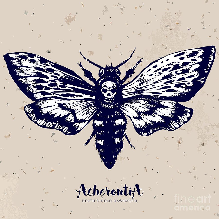 Мертвая бабочка арт