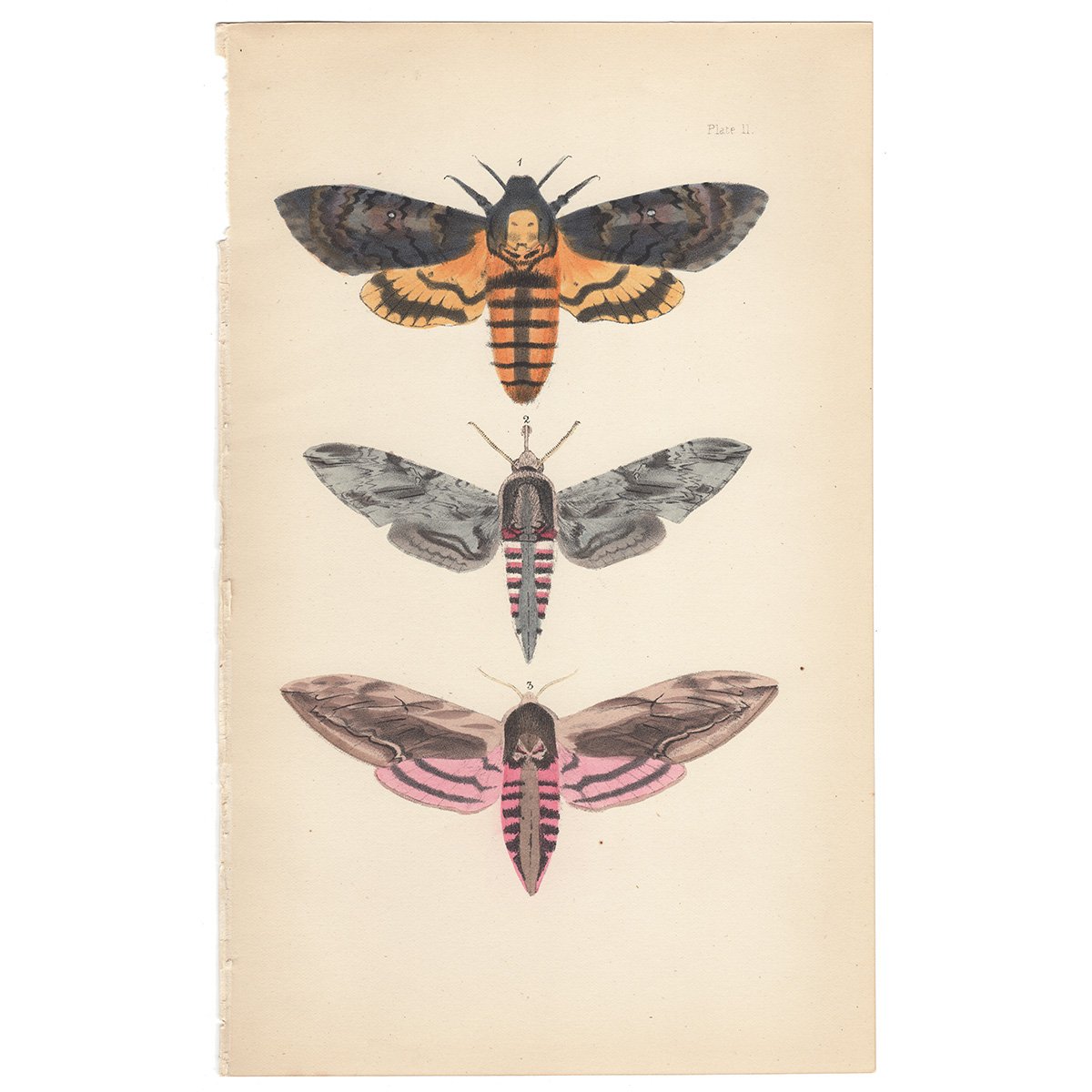 Бражник мертвая голова Гессе