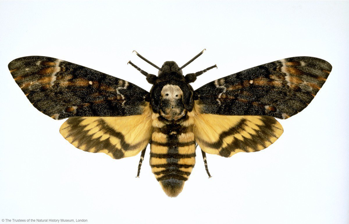 Диели Бражник мертвая голова