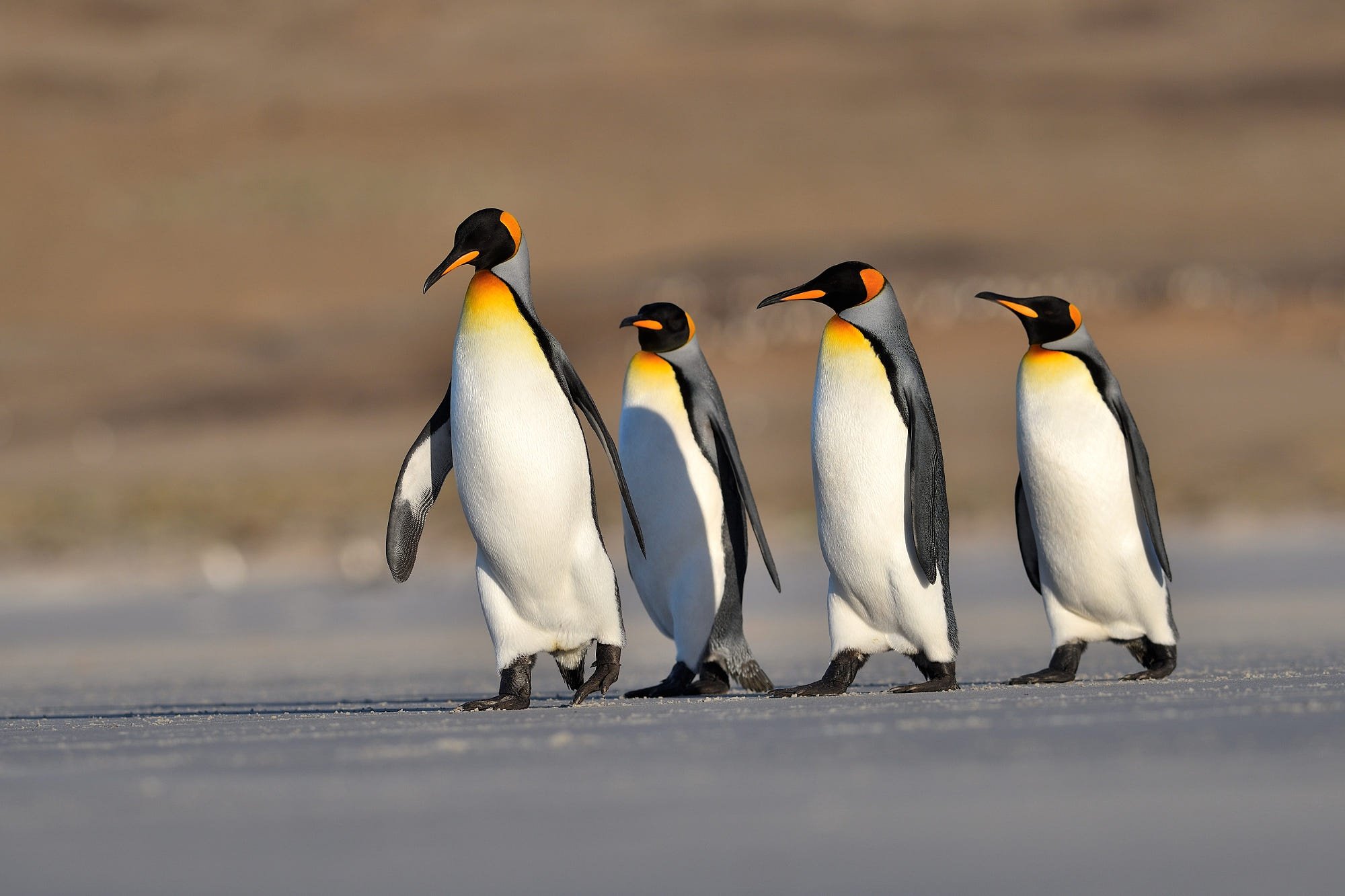 Пингвины в дикой природе. Пингвин Aptenodytes Demersa. Отряд Пингвинообразные. Королевский Пингвин. Детёныш королевского пингвина.