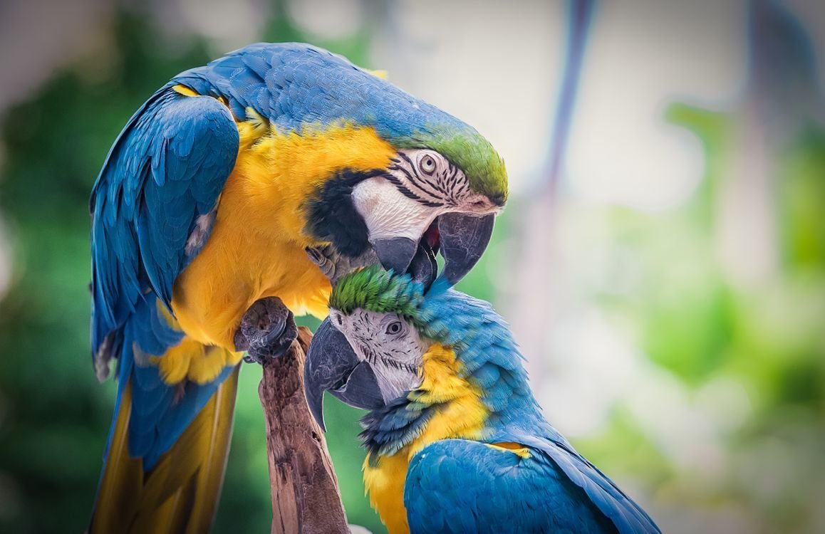 Ара попугай гиацинтовый ара