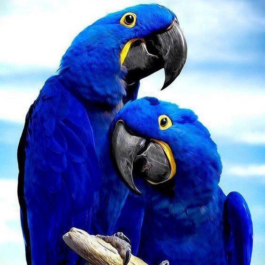 Животные синего цвета