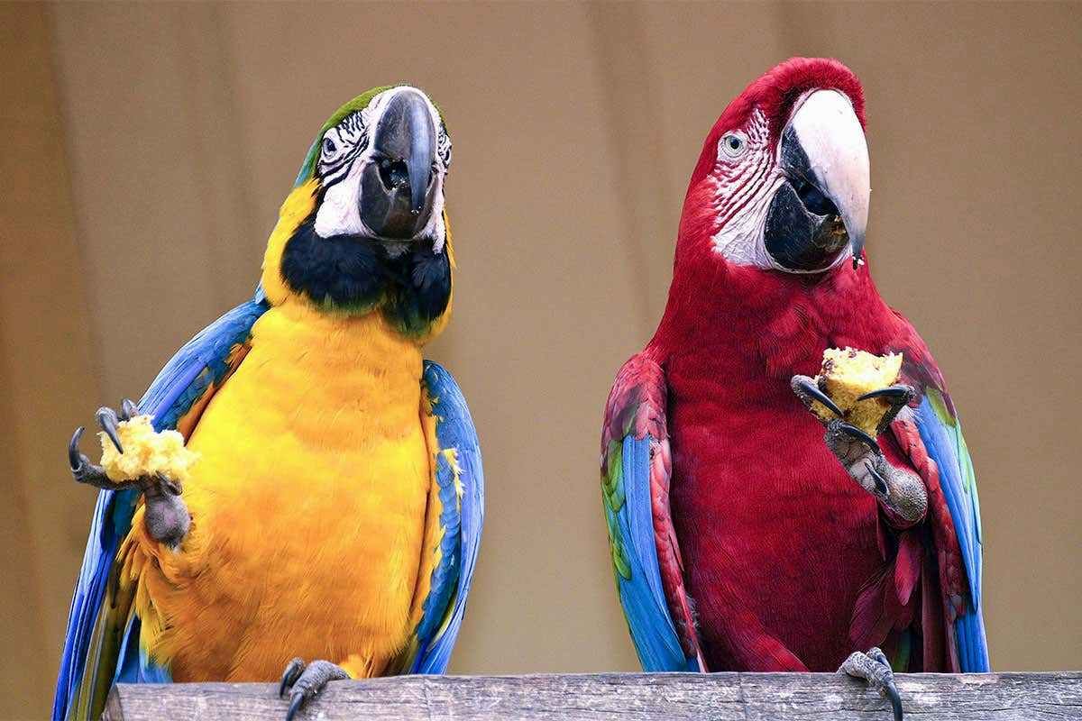 Всем известно что бывают говорящие попугаи. Попугай породы ара. 2 Попугая ара. Какаду и ара. Попугай жако.