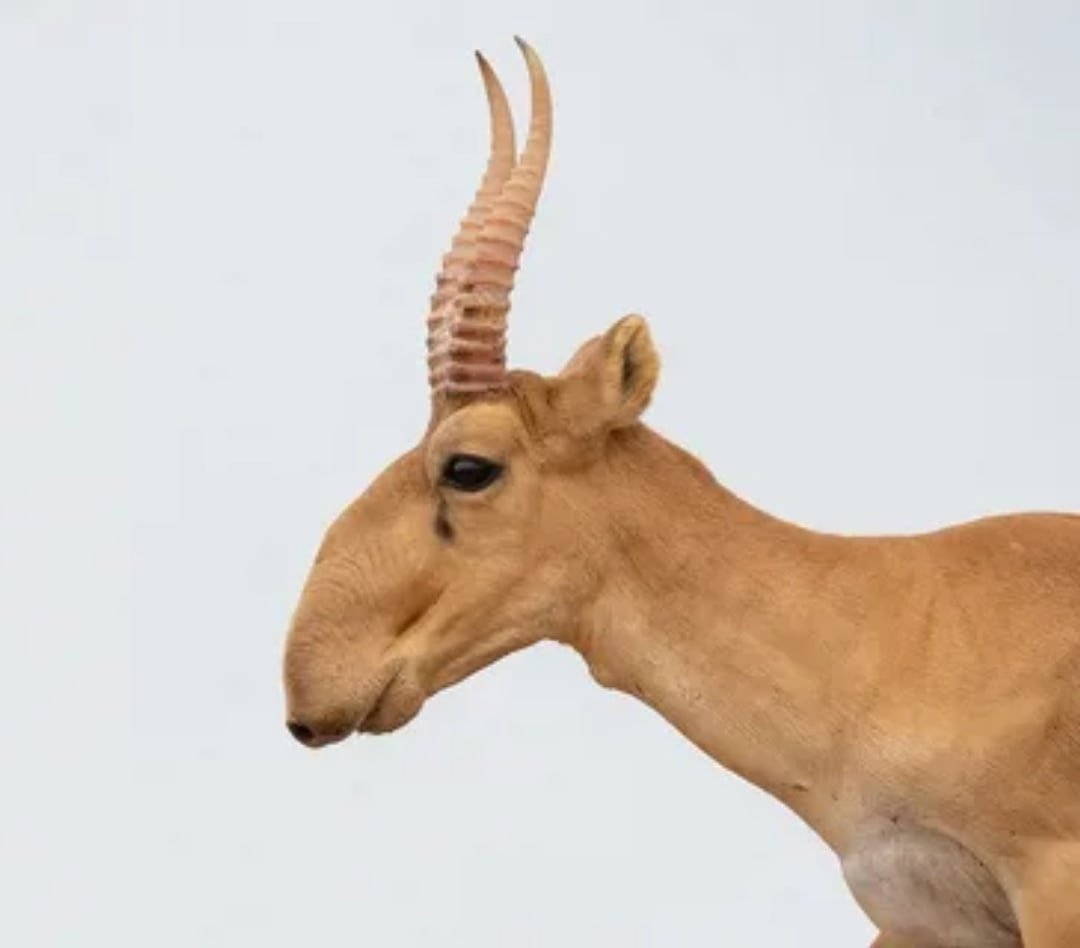 Заповедник черные земли Калмыкия