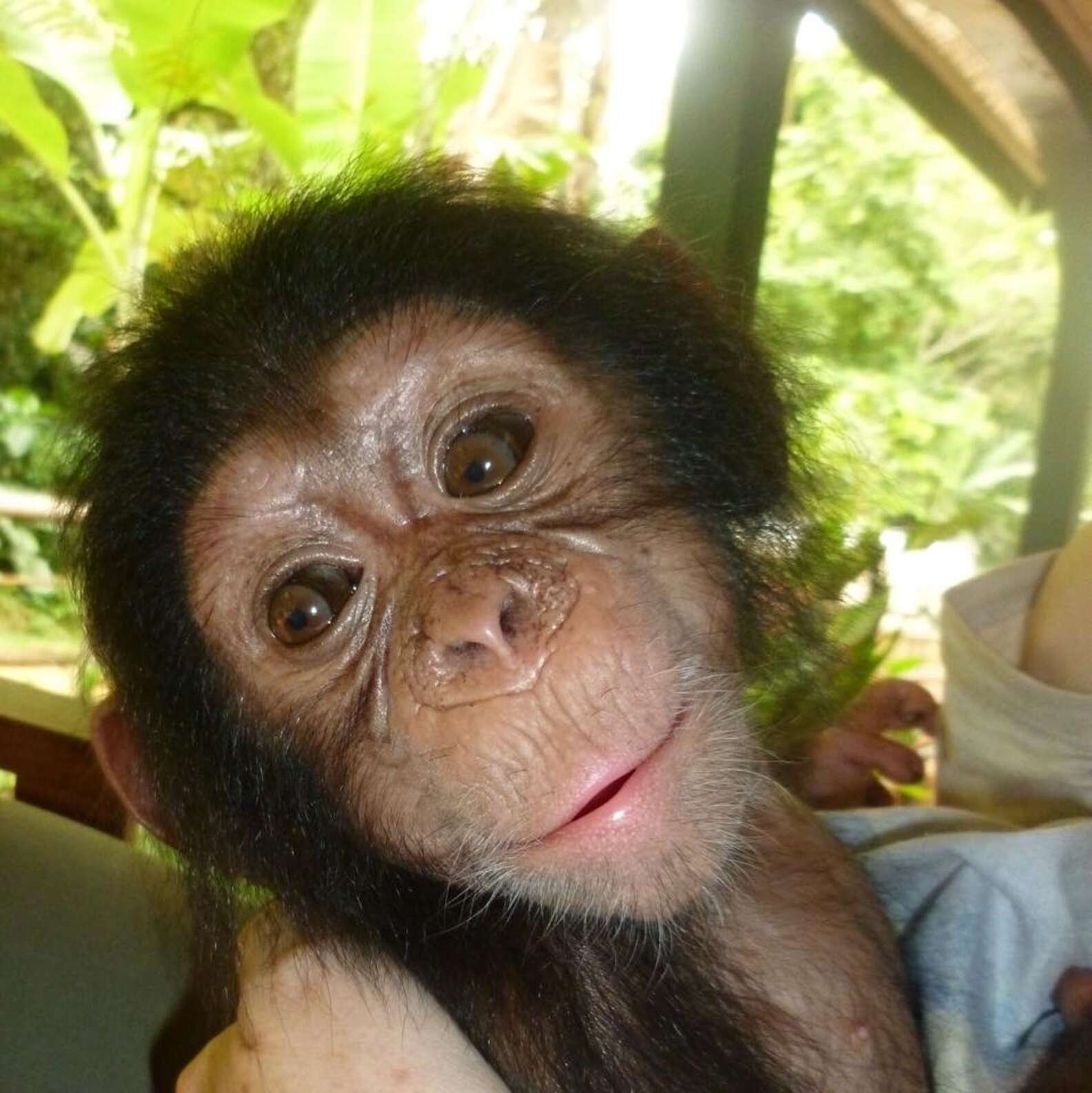 Шимпанзе девушку. Красивая обезьяна. Настоящие обезьяны. Обезьянка девочка. Обезьяна милый.