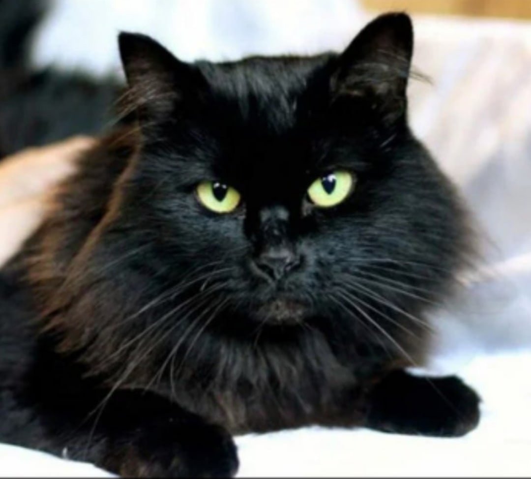 Норвежский Лесной кот черный