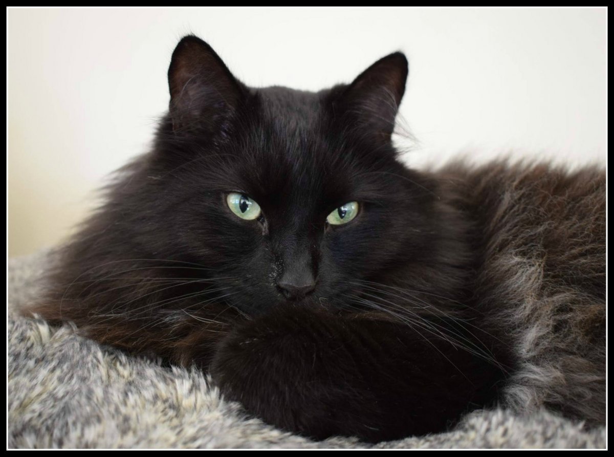 Сибирский кот черный дым