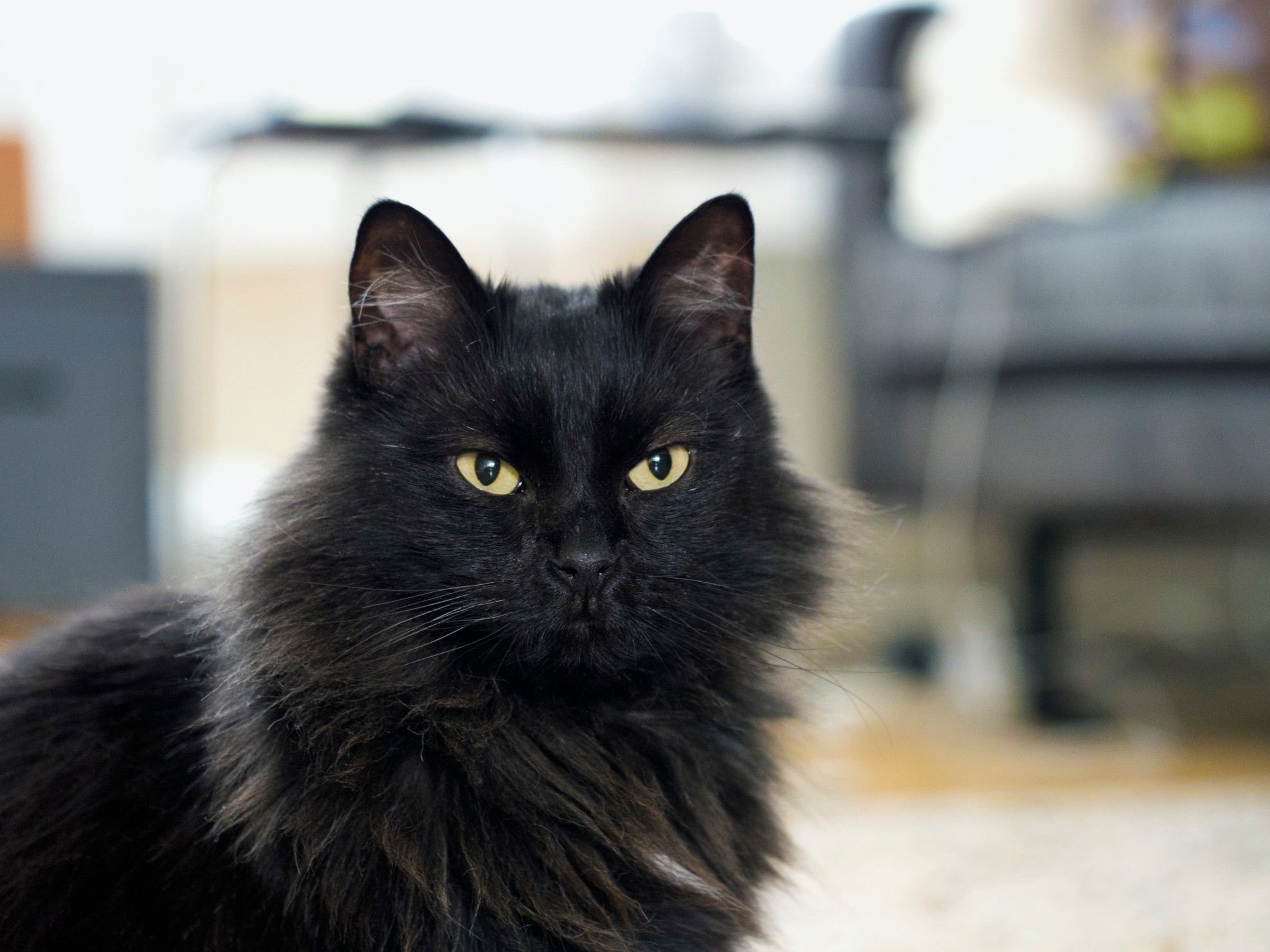 Черные кошки 9. Шантильи Тиффани кошка. Норвежская Лесная кошка черная. Сибирская длинношерстная кошка черная. Невская Лесная кошка Чарная.
