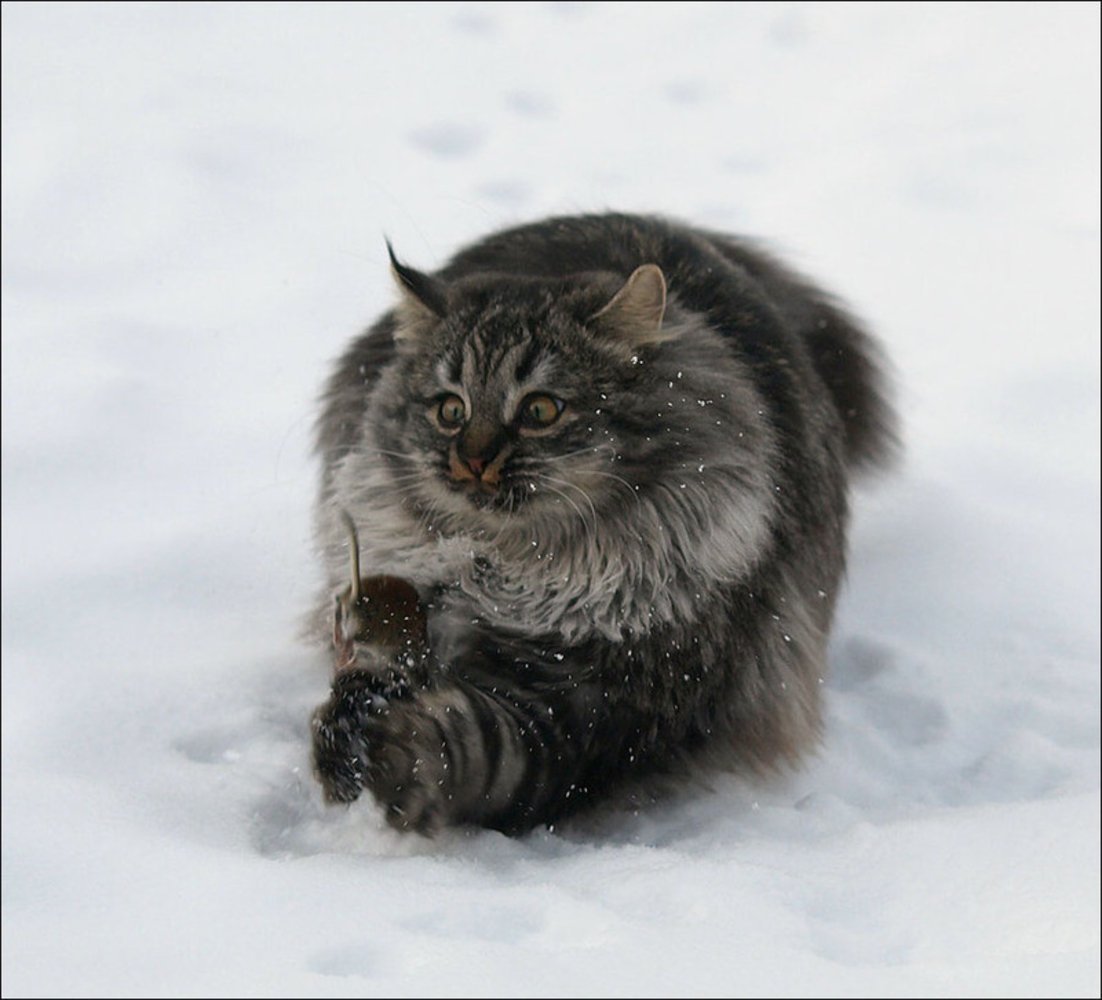 Манул и Норвежская Лесная