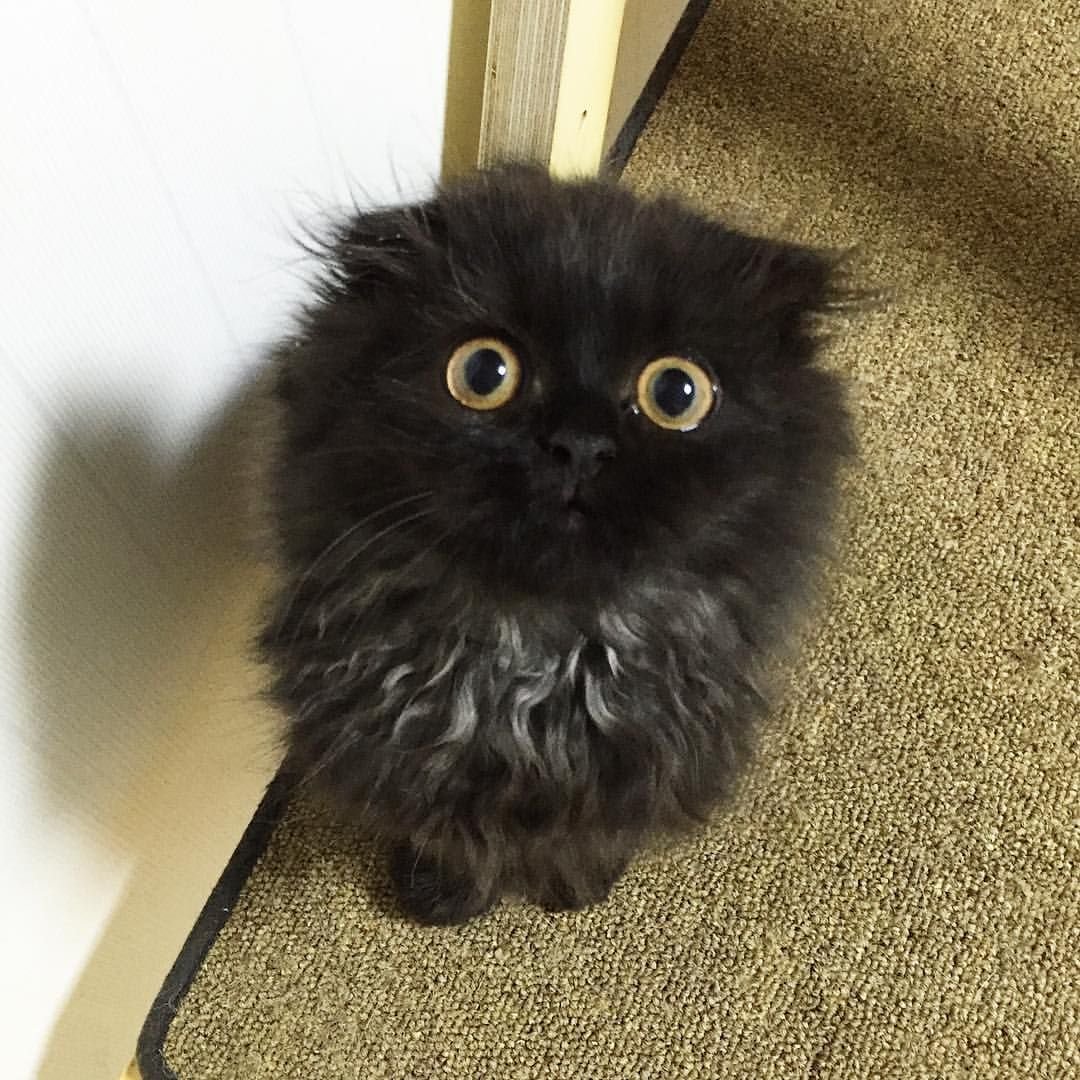 Кот Гимо порода