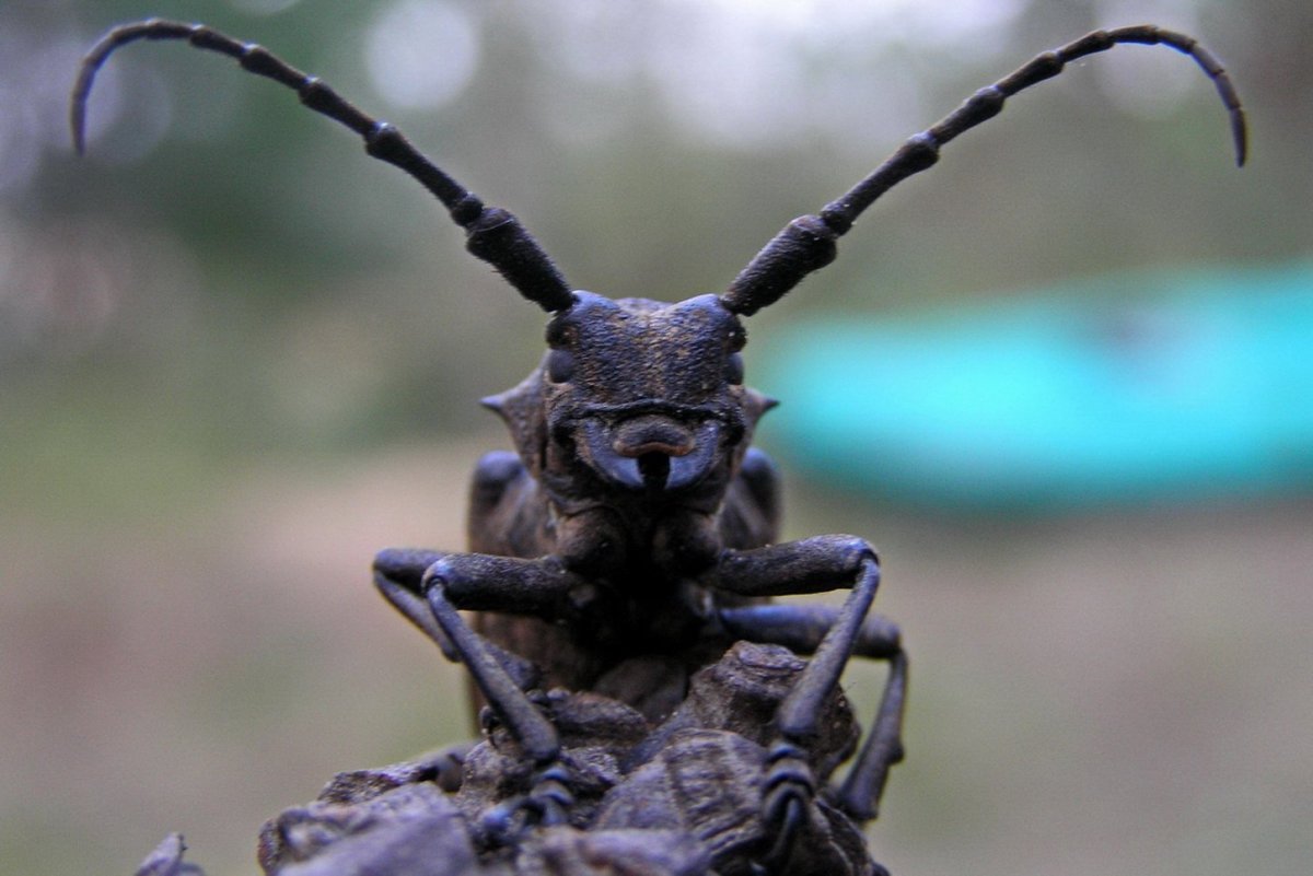 Жук усач дровосек