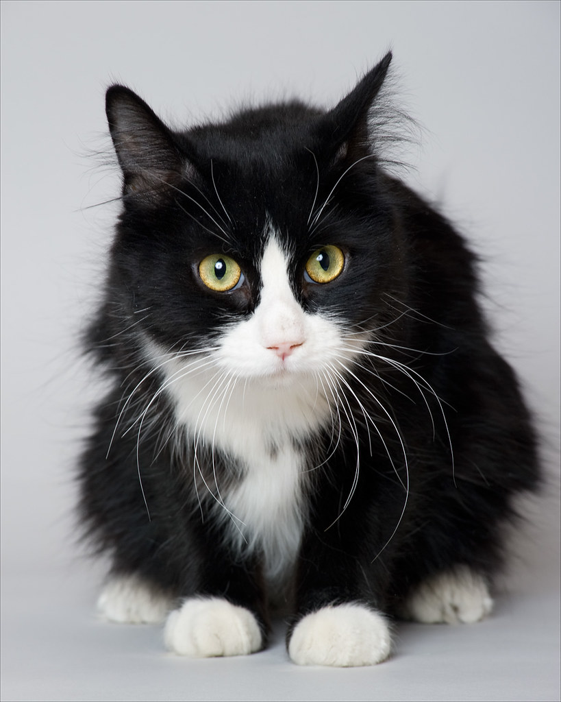 Норвежская Лесная кошка биколор