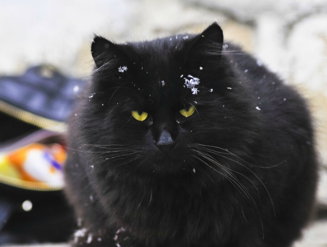 Сибиряк черный с желтыми глазами фото