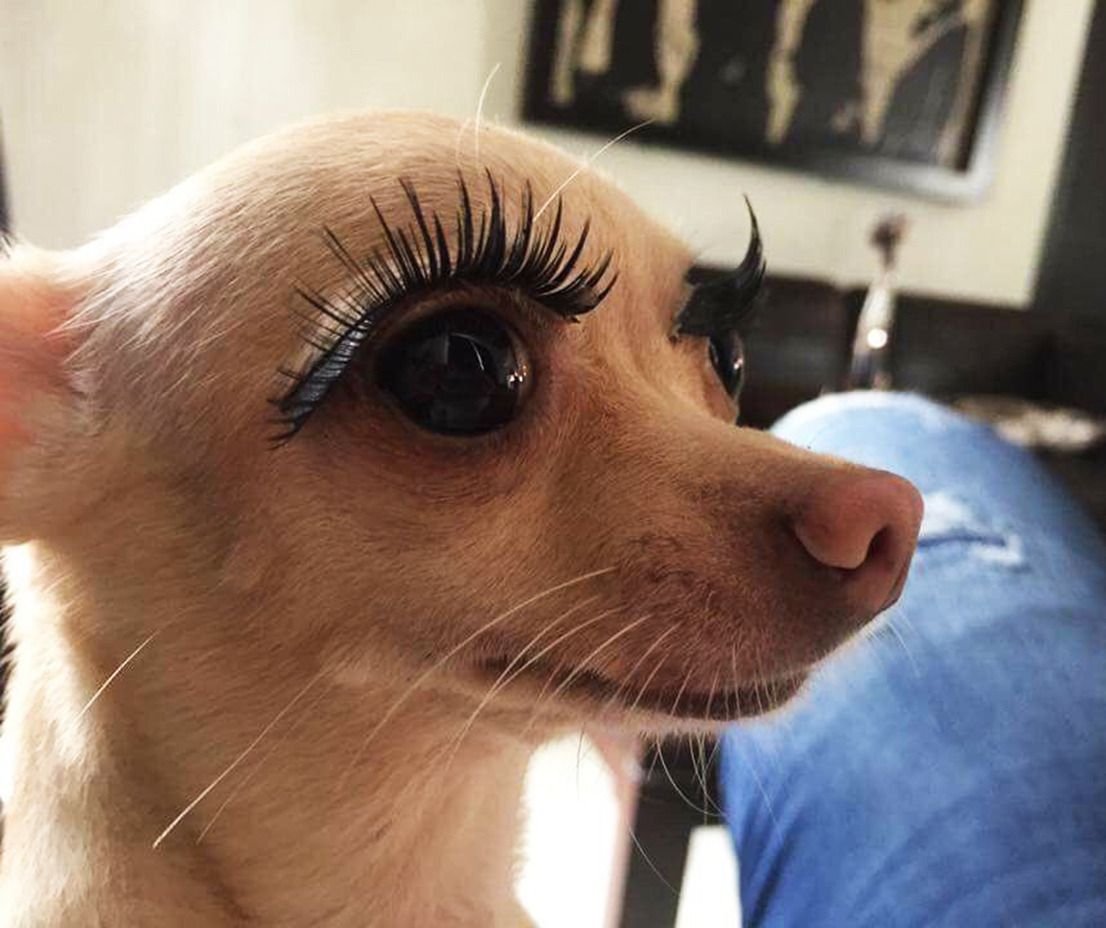 Собака с ресницами