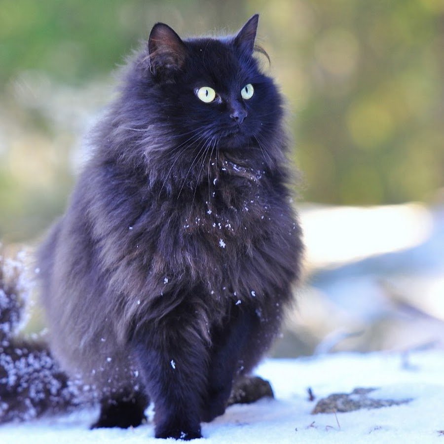 Кот пушистый чёрный