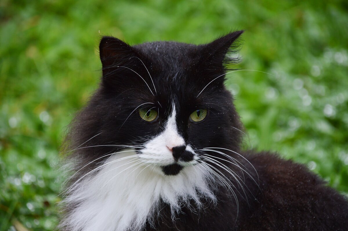 Норвежская Лесная кошка биколор