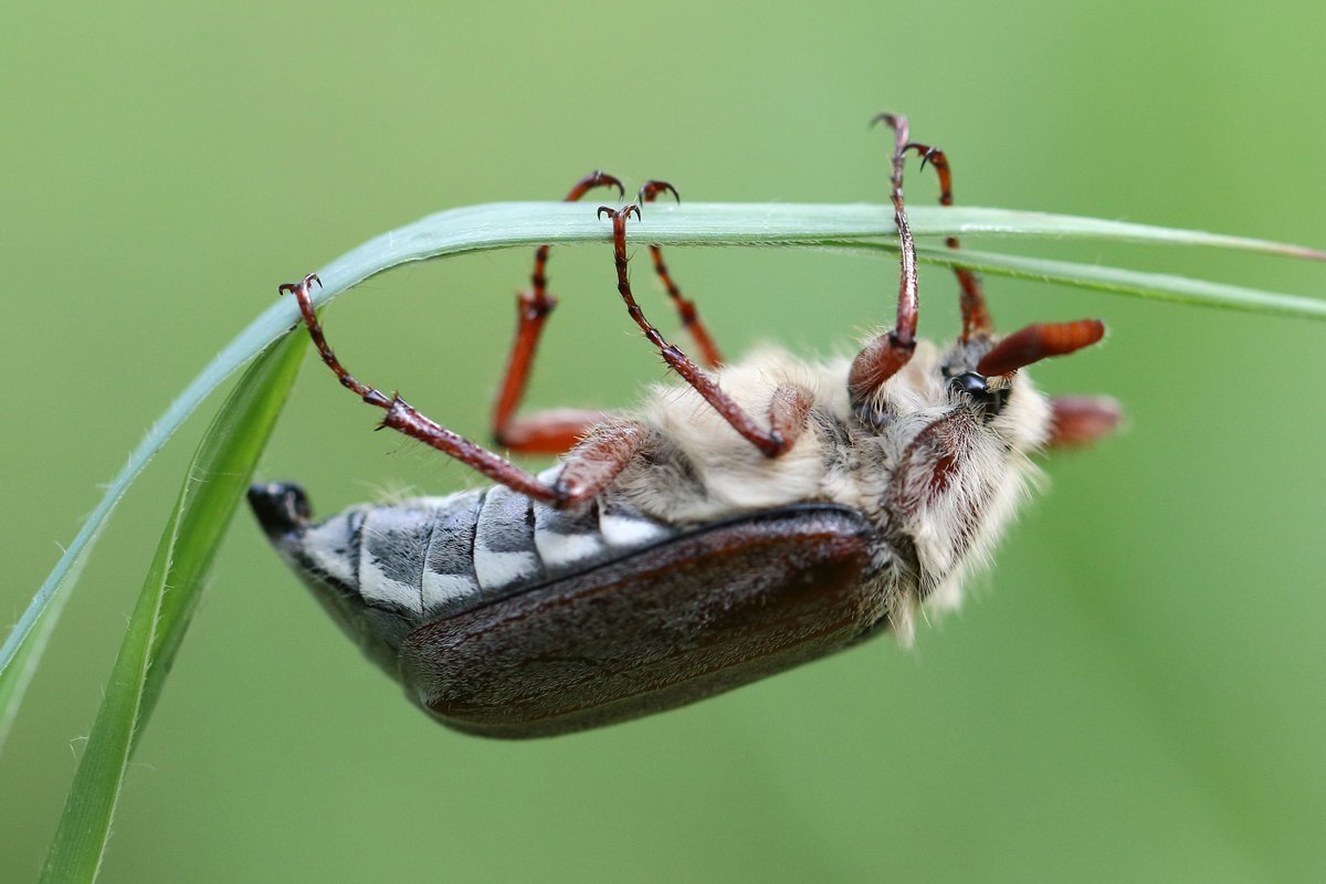 Жук с пушистыми усами