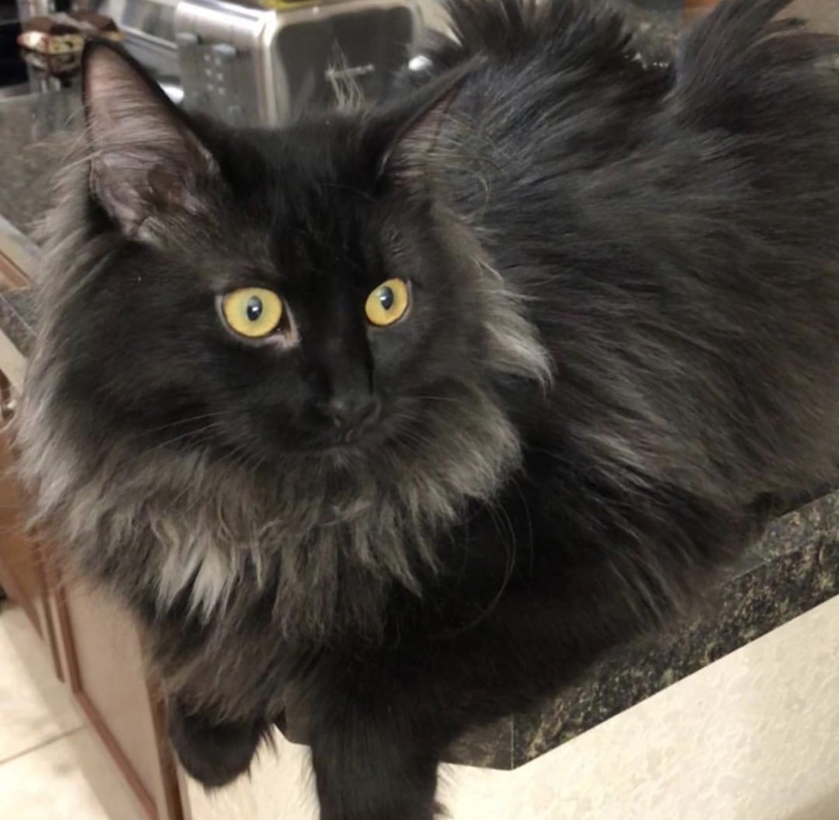 Сибирский кот черный метис