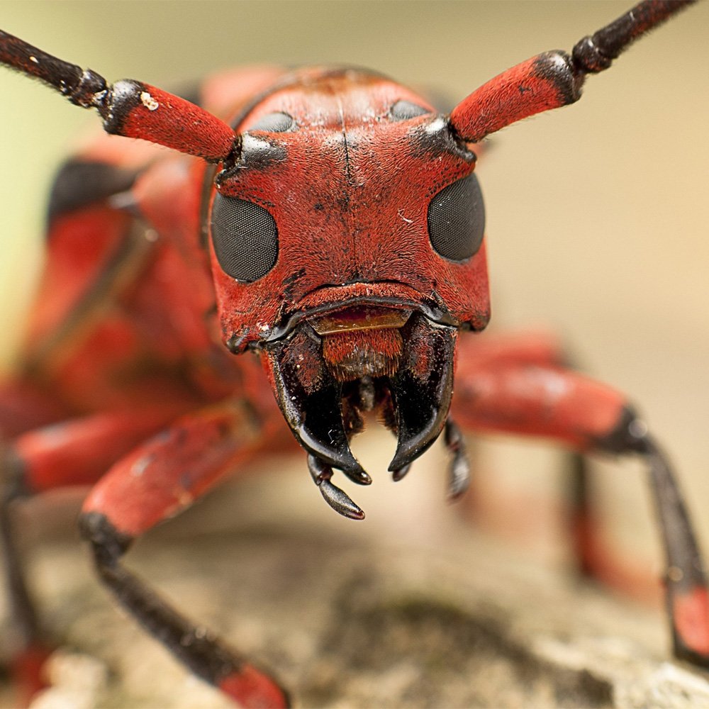 Голова муравья