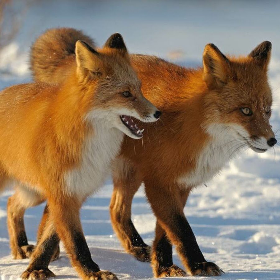 Животные Татарстана