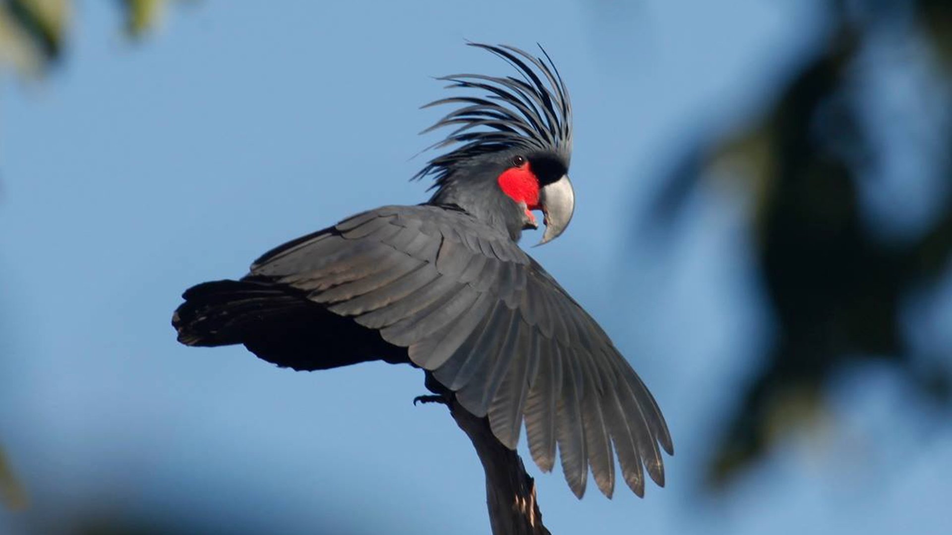 Черный попугай. Пальмовый Какаду. Probosciger aterrimus (Какаду черный, или пальмовый). Черный Какаду. Black Palm Cockatoo.