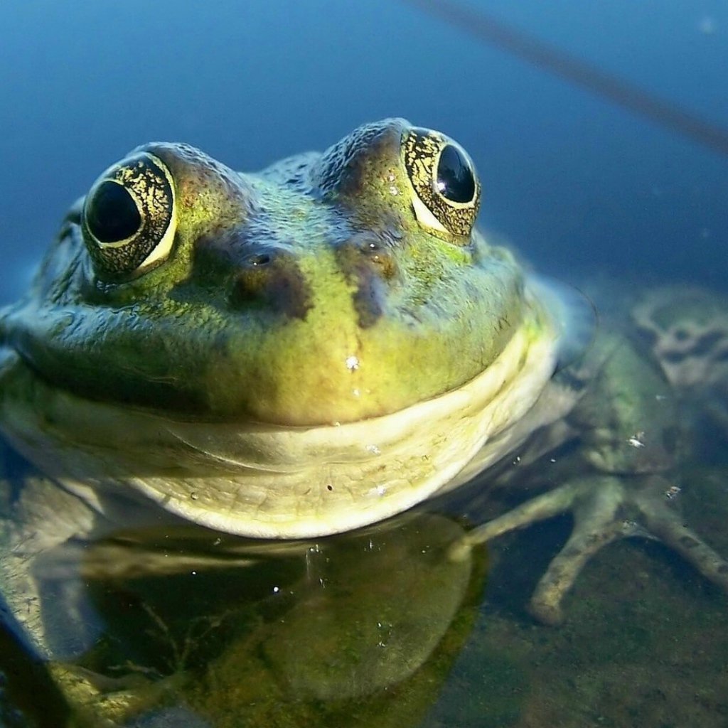 Древняя лягушка Палеобатрах