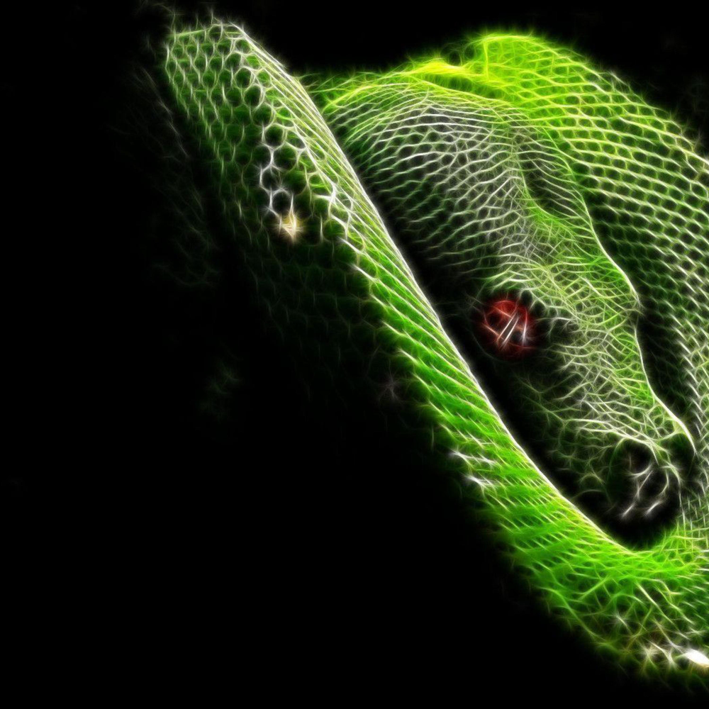 Полоз гадюка желтая