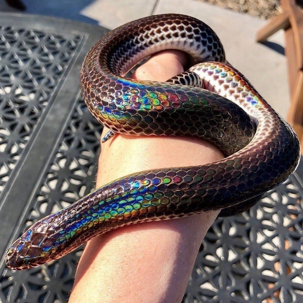 Змеи гибриды