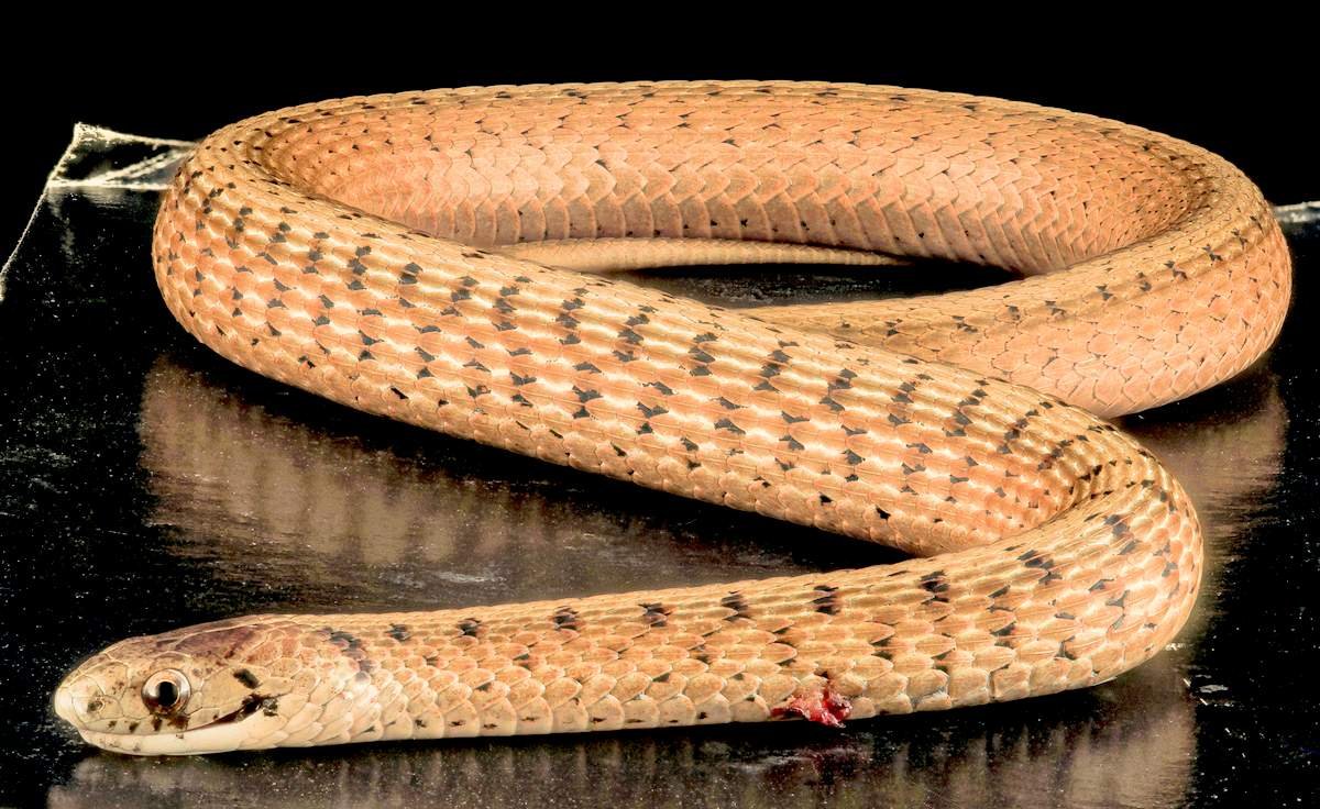 Кустарниковая гадюка (Atheris