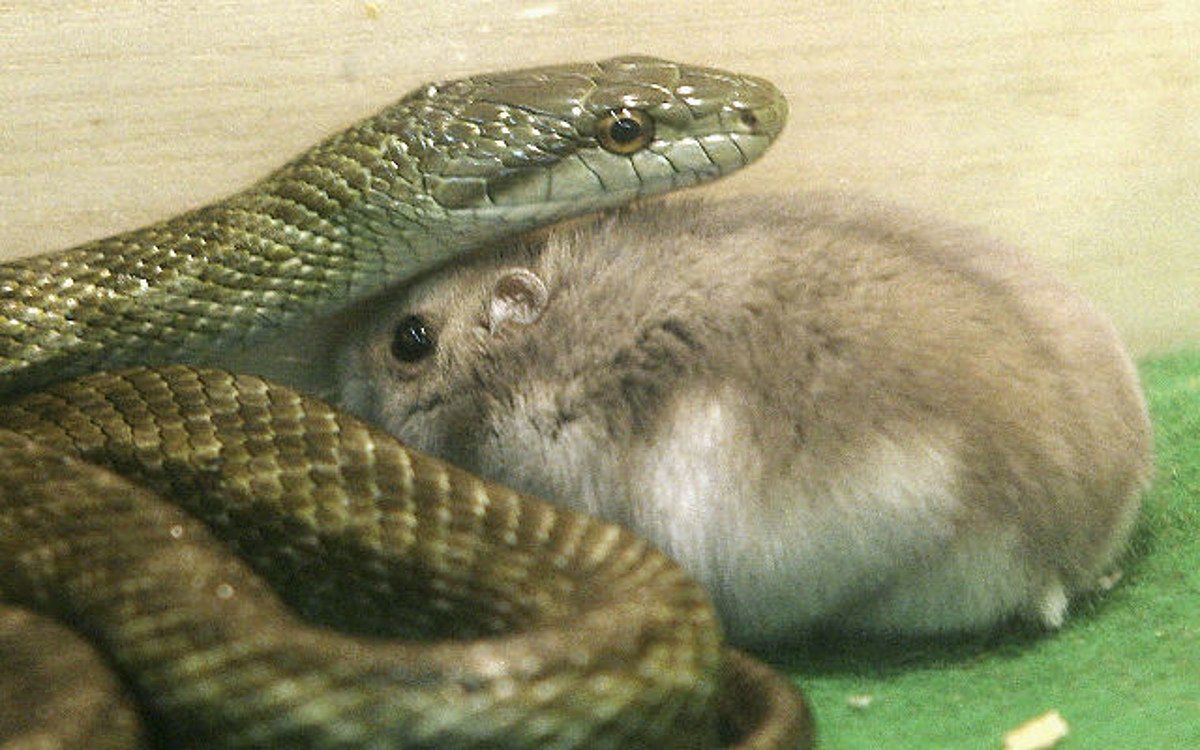 Python Regius lesser