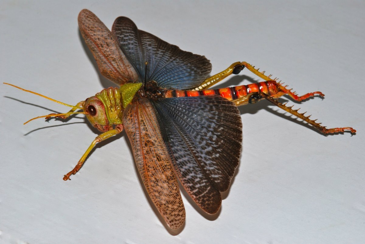 Саранча Tropidacris-albipes